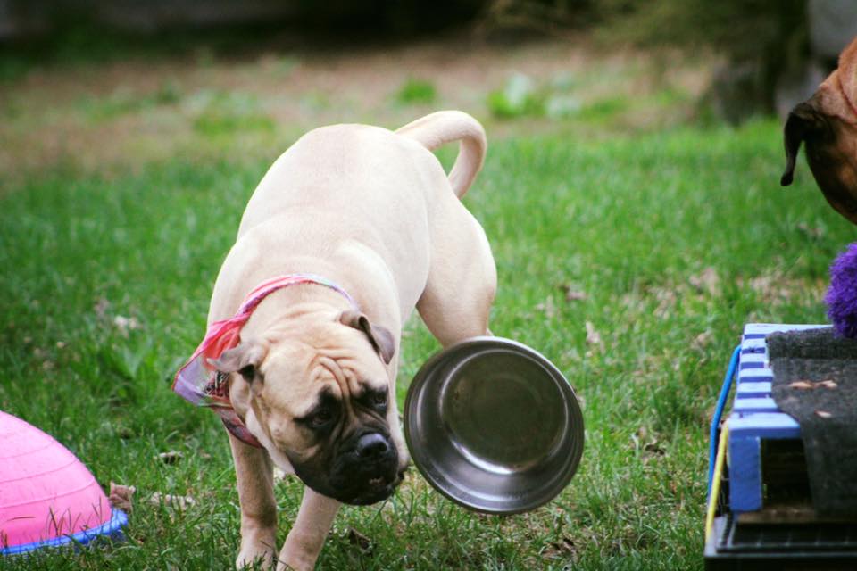 food bowl